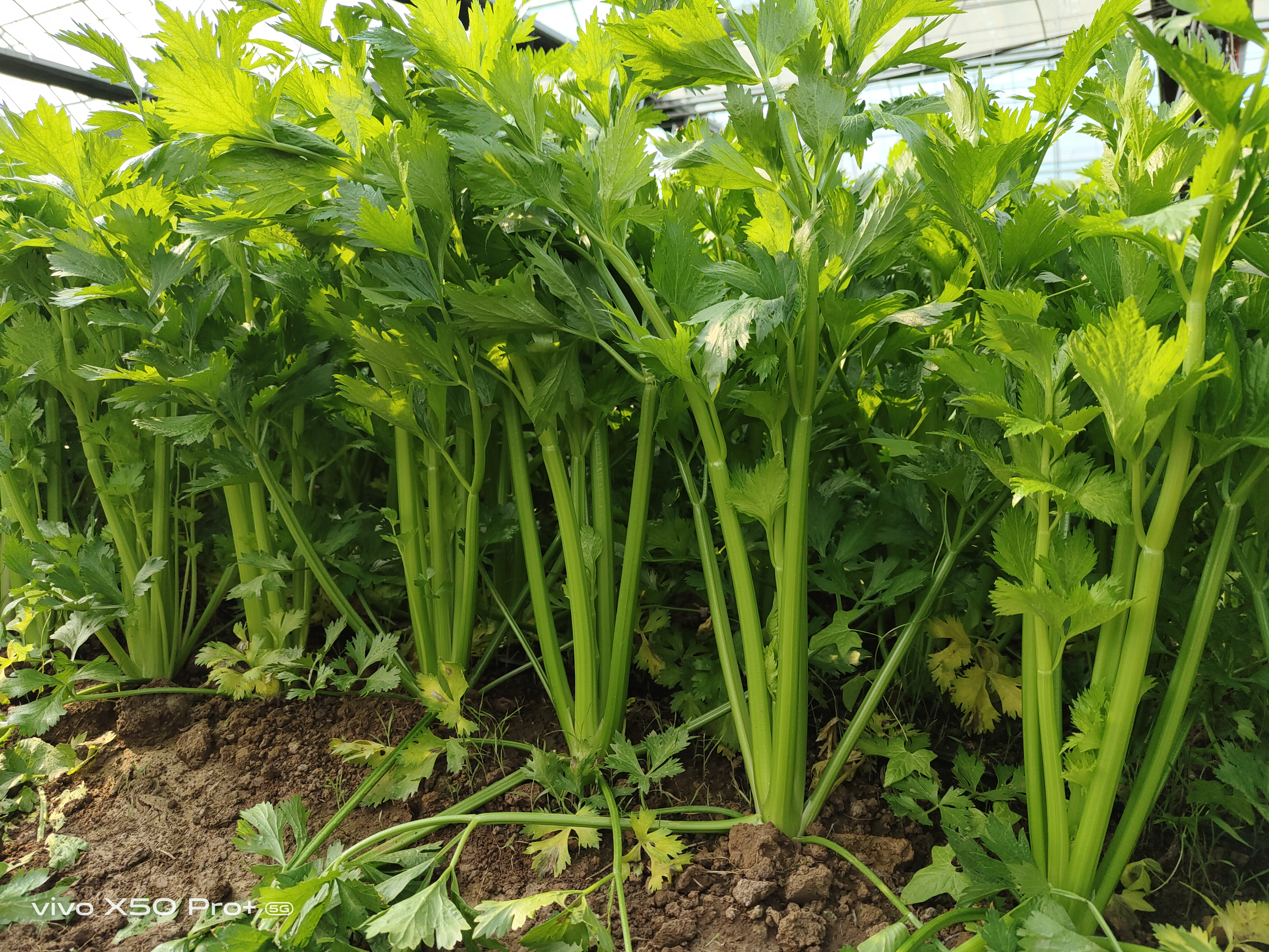 馬家溝芹菜，給菜農(nóng)朋友、農(nóng)業(yè)園區(qū)的發(fā)展啟示