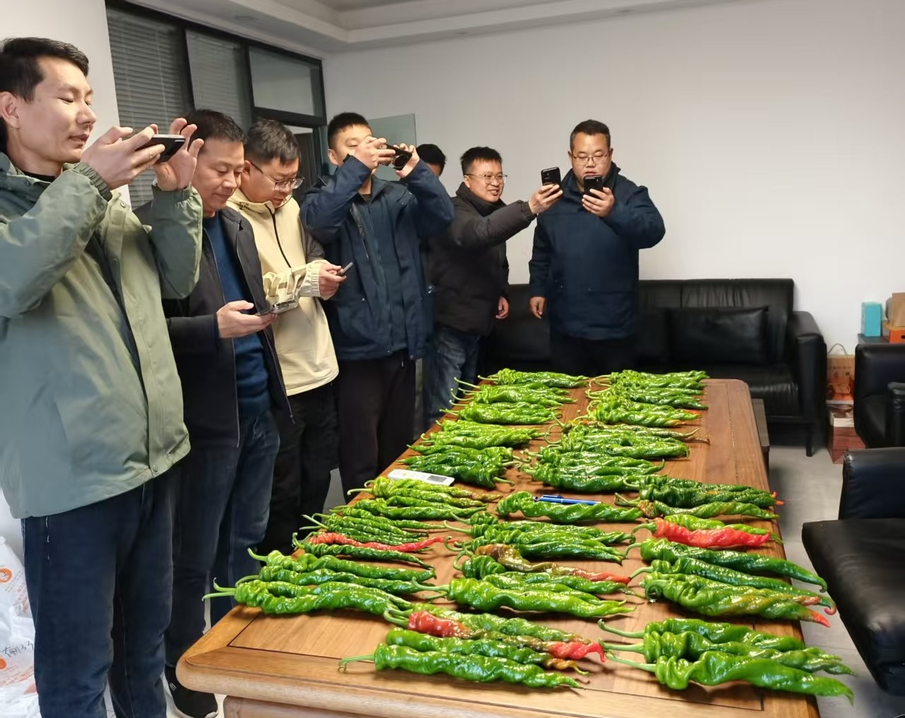 跨越3600公里的育種調(diào)研——豫藝公司深耕南北，只為椒農(nóng)選好種